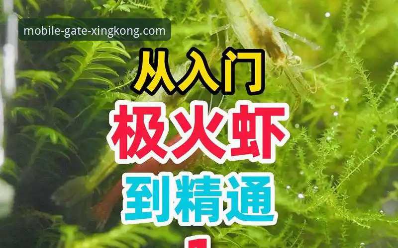 星空体育官方认证操作教程：移动端从入门到精通